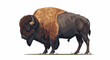 © Butterfly - Illustration of a bison standing on grass with a brown mane and dark brown fur on a white background
