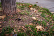 © Marek - Dog waste on grass near a tree in a public park, surrounded by fallen autumn leaves. Concept of irresponsible pet owners and urban cleanliness.