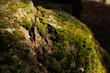 © KDdesignphoto - close-up of moss on a stone in the forest
