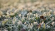 © TheWaterMeloonProjec - First autumn frost, partially blurred background of green grass with white frost, seasonal change