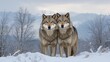 © TheWaterMeloonProjec - A pair of wolves in a frosty snowy environment