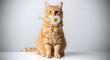© Satya - Playful orange cat holding a daisy in its mouth, sitting on a table with a clean, minimal background