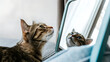 © Наталья Никитина - Cat looking at its reflection in a mirror indoors