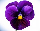 close up of a bright purple pansy with velvety petals and a yellow ring around its dark core