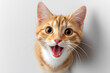 © Oksana_Latysheva - Hilarious ginger cat portrait with open wow mouth. Cute playful animal symbol for surprise, humor, fun, joy, and expressive reaction memes.