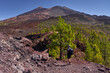 © Xalanx - Hiker on trail amid volcanic pines