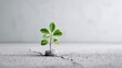 © VisualForge - A small green plant growing out of a crack in concrete, symbolizing growth