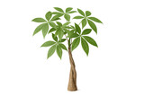 Money tree plant with braided trunk and lush green leaves creating a symbol of prosperity on transparent background
