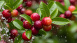 © Sullindya - A refreshing splash of clear water washing over a vibrant cluster of ripe red berries on a lush green leafy branch
