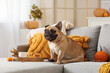 © Pixel-Shot - Cute French bulldog with fresh pumpkins and cup of tea sitting on sofa in living room. Thanksgiving Day celebration