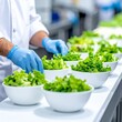 © Shousei - 中立的なラボ照明が広がる清潔な食品製造ラインで、衛生手袋を着用した手元がサラダボウルに新鮮な葉物野菜を丁寧に配置するクローズアップ。透明容器とステンレス設備、流れるコンベアが、衛生管理と効率的なプロダクションを印象づけます。