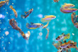 © chaiyanunn - A group of colorful betta fish swimming in aquarium
