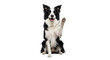 © Shajie - Animated black and white Border Collie raising paw on a black background, for pet photography, branding.