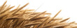 © King - Close-up of golden wheat field blurred background for agriculture and harvest concepts