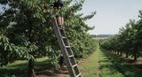 A Person Plucking Sweet Cherries From A Tree In A Lush Orchard During Daylight
