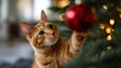 © Ольга Ничипорчук - This image captures a curious orange tabby cat reaching out to play with a red Christmas ornament hanging from a beautifully decorated tree. The background glows softly with warm b
