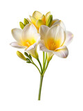 Elegant floral arrangement of white and yellow freesia flowers in bloom