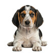 © Graphic Studio - Adorable tricolor dog species of the Beagle breed with floppy ears, expressive eyes, and a charming demeanor, a perfect companion and loyal friend, 16