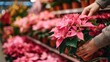 © Johannes - person choose poinsettia pot in supermarket for christmas decoration