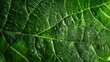 © 金 先生 - Close-Up of a Vibrant Green Leaf with Clear Texture and Hierarchical Vein Structure
