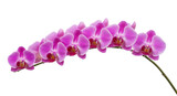 Vibrant Pink Orchid Branch On Black Background