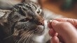 © LimeSky - Owner administering medication to ill cat Pet meds Animal medicines and synthetic vitamins Dewormers for pets