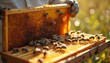 © Pete - Beekeeper holds frame covered in bees and honeycomb. Busy insects crawl over wax cells filled with nectar. Golden honey drips in sunlight. Rural farm scene.