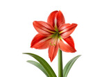 Red-orange amaryllis bloom with six petals and visible stamen against white background with leaves, isolated on a transparent background