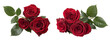 © Png Stock Pro - Two red rose bunches isolated on transparent background
