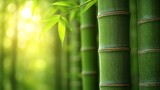 Zen Harmony: The image showcases vibrant, tall bamboo stalks against a sun-dappled backdrop, evoking serenity and a sense of harmony. 