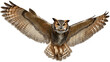 © AN STOCK - great horned owl flying with wings wide, majestic bird of prey, isolated on white background
