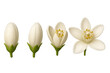 © PNG Kingdom  - Jasmine flower blooming stages showcasing growth and natural life cycle from bud to full blossom