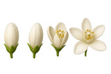 Jasmine flower blooming stages showcasing growth and natural life cycle from bud to full blossom