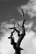 © Yevhen - Black and white tree branches aganinst gloomy sky