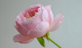 A one poses pink rose with peony rose light soft pink roses, dew on the petals