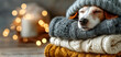 © Svetlana Kolpakova - Cozy Dog Sleeping in Warm Knitted Sweaters with Festive Bokeh Lights in the Background