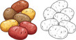 © mrvect02 - Collection of fresh potatoes in different colors and a line art representation for easy coloring and design isolated on transparent background