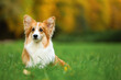 © New Africa - Cute Pembroke Welsh corgi dog in park. Space for text