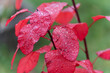 © Jakob - Bright red leaves covered in rain droplets shine with vibrant color. The macro view highlights texture and freshness in autumn nature.