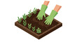 © Ophelia - Gardener's hands planting seedlings in soil box with green gloves