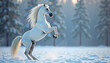 © Айман Кемелбекова - White horse rearing in snowy forest