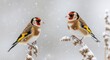 © Yeasmin - Two european goldfinches perched on snow covered branches during a gentle snowfall