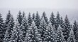 © Yeasmin - Dense evergreen forest covered in fresh snow under a soft overcast sky