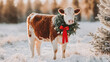 © Matthias - A delightful cow stands in a snowy field, wearing a festive Christmas garland with bells. The warm glow of the sunset enhances the winter atmosphere, creating a peaceful rural scene