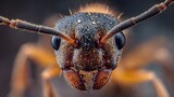 Makroaufnahme einer Ameise mit beeindruckender Struktur und Schärfe
