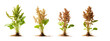 © Mohshena - Four Sets of Quinoa Plants, Teff Plants, Spelt Plants, and Buckwheat Plants on Transparent Background