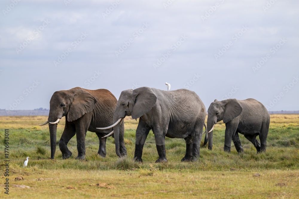 African elephant (Loxodonta africana), three animals in Longinye swamp ...