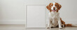 © photo for everything - Dog posing next to frame. The dog is white and orange and is sitting. There is a white background, and a frame in the picture. The dog is happy and looks at the camera.