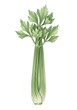 © Anastasiia - Fresh celery stalk with green leaves on white background