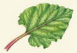 © Meow Creations - Traditional watercolor painting of a vibrant green rhubarb leaf and reddish stem